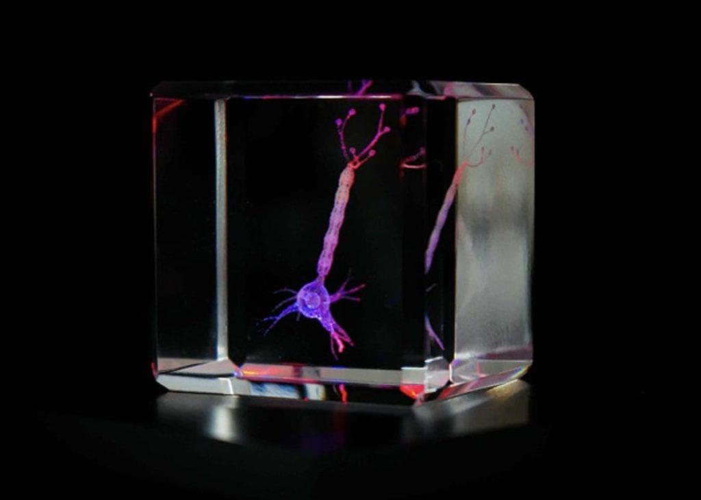 The Microcosm in Glass - Neuronal Cell